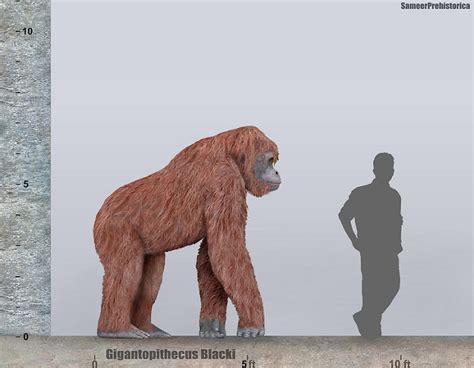 Gigantopithecus Size by SameerPrehistorica on DeviantArt