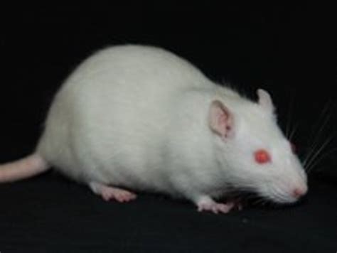 Fancy Rat Varieties: Fur Color, Eye Color, Coat Type, and Markings | PetHelpful