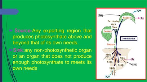 SOLUTION: Phloem loading and unloading - Studypool