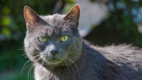 Chartreux Cat Pictures and Information - Cat-Breeds.com