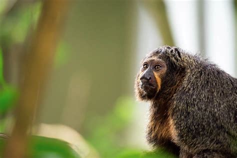 Close up shot head focus of a brown capuchin with green blurry b ...