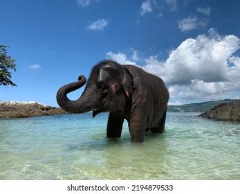 Baby Elephant Playing On Beach Stock Photo 2194879533 | Shutterstock