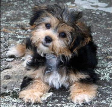 Shorkie: A Definitive Review of the Shih Tzu Yorkie Mix (and Photos ...