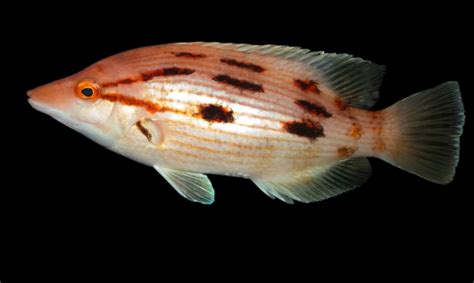 Red pigfish - Facts, Diet, Habitat & Pictures on Animalia.bio