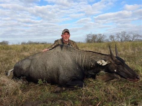 Guided Nilgai Hunting Texas | All Seasons Guide Service