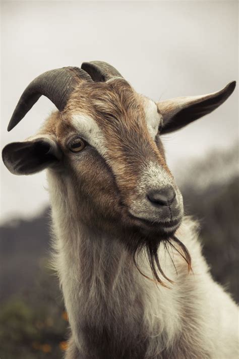 cabra | Cute goats, Goats, Animals wild