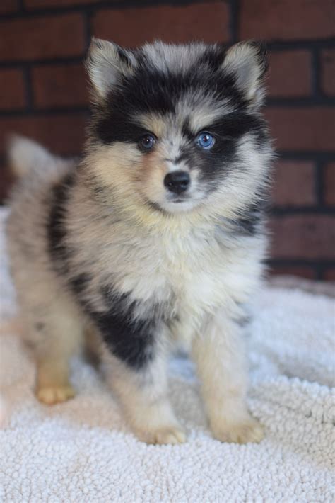 Cheerful #Pomsky Perro Pomsky, Pomsky Puppies, Pomeranians, Pomeranian Husky, Puppys, Cute Dogs ...