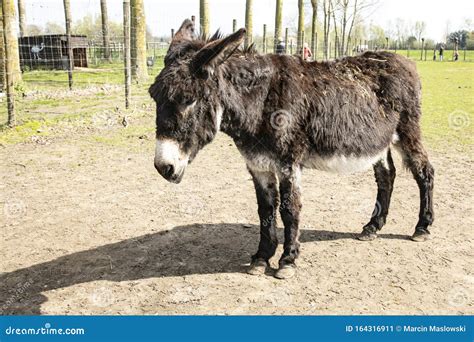 Portrait of an Old Donkey in a Pasture Stock Image - Image of ...