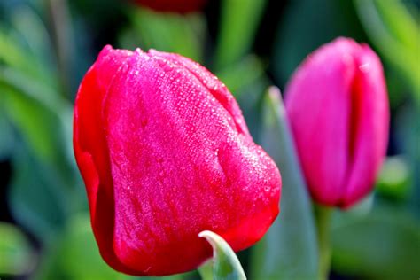 Here and There: Traditional Tulips of Turkey