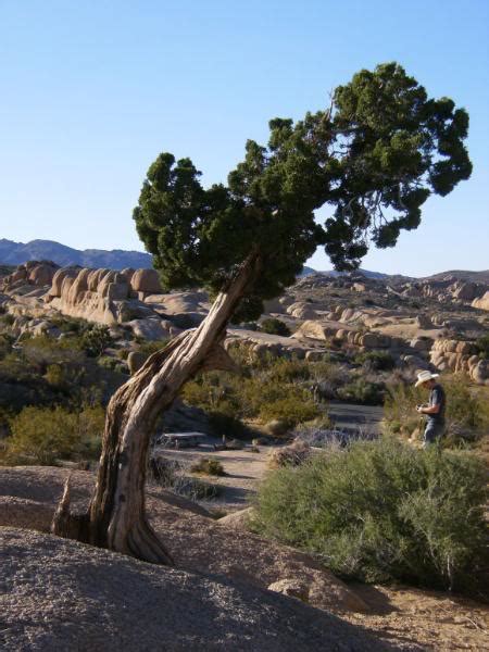 Juniper Tree Pictures, Facts On Juniper Trees