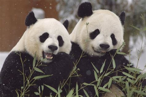 What DC’s giant pandas taught the world about conservation during their ...