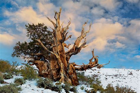 Bristlecone Pine Is One of World's Oldest Living Organisms ...