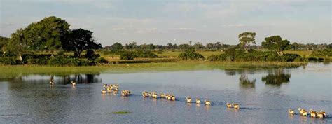 Quick update on the 2021 Okavango Delta floods - African Safari Blogs