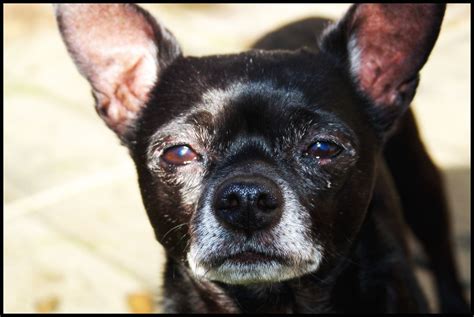 Bought a little chihuahua (Lyla), who looks like an old man! | Black chihuahua, Chihuahua, Pets