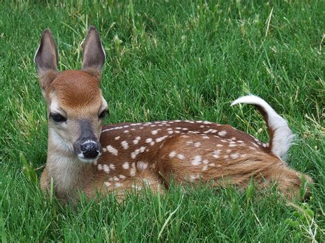 baby whitetail deer - a photo on Flickriver