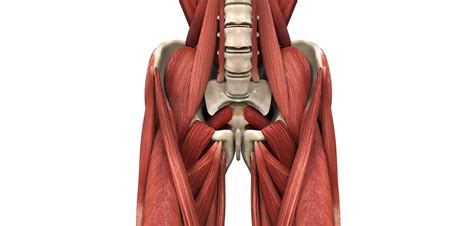 Psoas major muscle | Golf Loopy - Play Your Golf Like a Champion