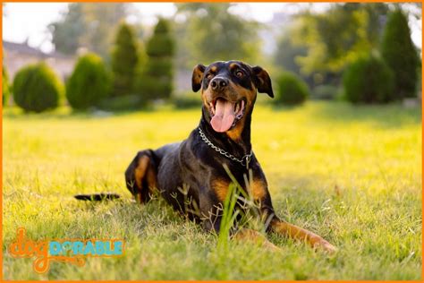 Is a Doberman a Dangerous Dog? Debunking Misconceptions