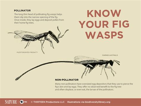 Meet the Fig Wasps Who Hacked the System | Blog | Nature | PBS