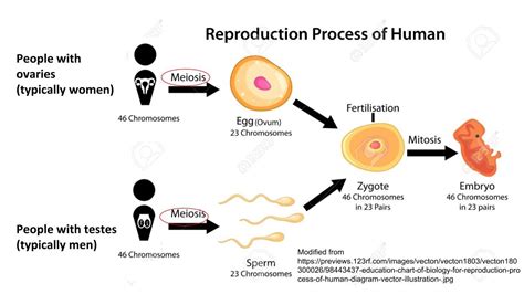 Diagram of Human Reproductive Process — Gender-Inclusive Biology