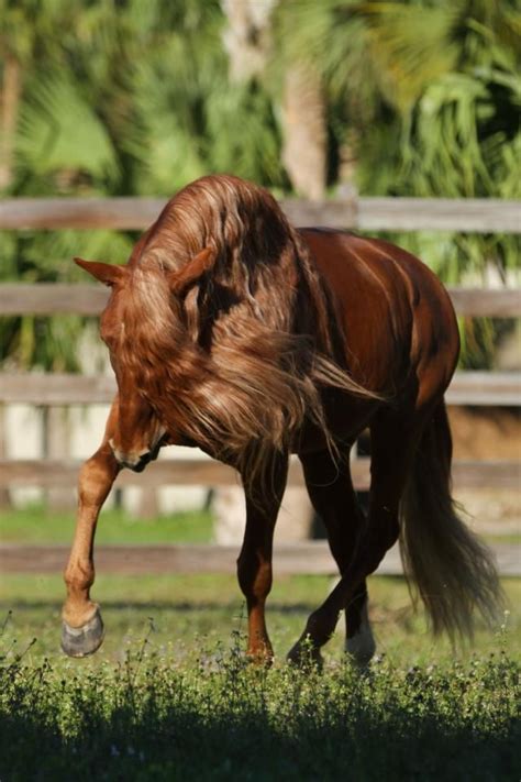 Pura Raza Espanola Yeguada Herrera Caballos Espanoles Caballos Bailadores Andalusian Lusitano ...