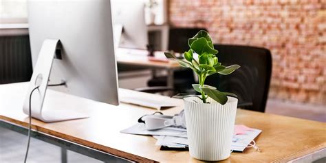 The Best Office Plants - Plants That Will Thrive on Your Desk