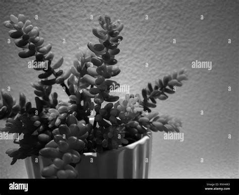 Blue houseplant Black and White Stock Photos & Images - Alamy