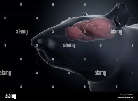 Rat Brain Anatomy Stock Photo - Alamy