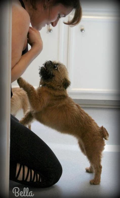 National Brussels Griffon Rescue Incorporated Reviews and Ratings ...