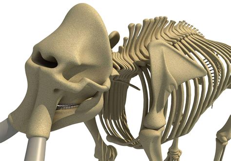 Elephant and Mammoth Skeletons - 3D Model by 3D Horse