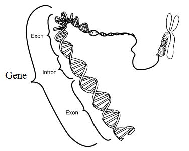 Difference Between Gene and Genome | Definition, Structure, Function, Comparison