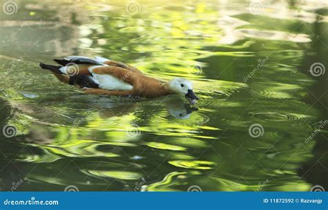 Duck feeding stock photo. Image of wild, bird, green - 11872592