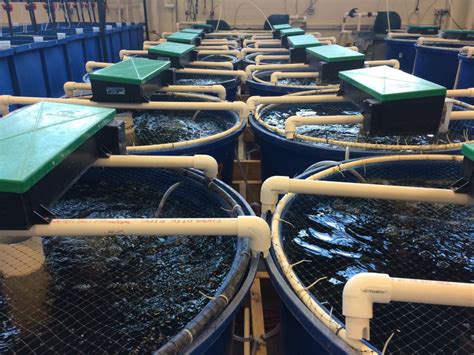 Revolutionizing Aquaculture: The Benefits and Functionality of Recirculating Aquaculture Systems