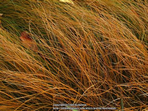 Sedges: Plant Care and Collection of Varieties - Garden.org