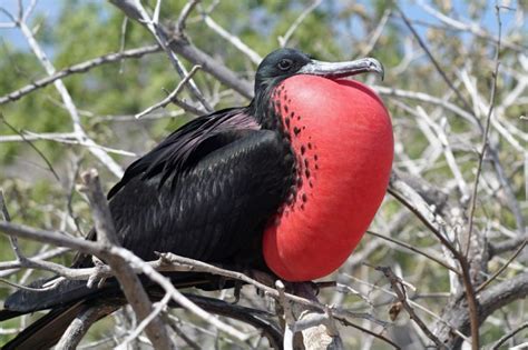 Bahía Junquillal National Wildlife Refuge, Costa Rica - City Guide - Go Visit Costa Rica