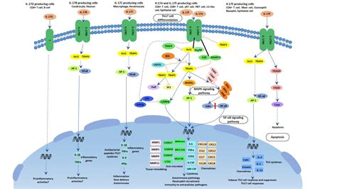 Interleukin Signaling Pathway