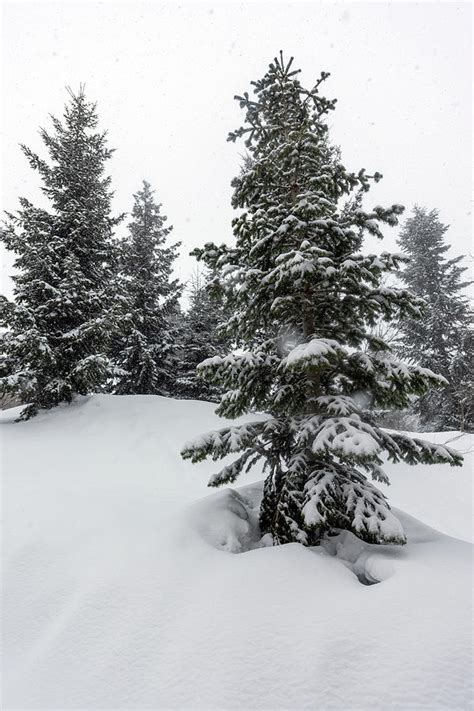 Snowy Pine Tree Photograph by Svetlana Sewell - Fine Art America