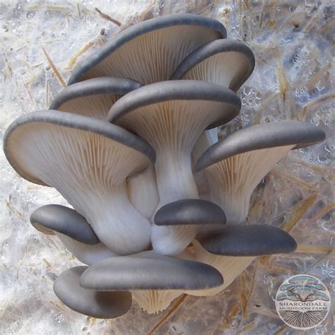 Blue Oyster Mushroom Spawn – Sharondale Mushroom Farm