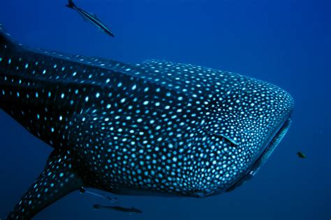 Whale Shark Above - Diverwire