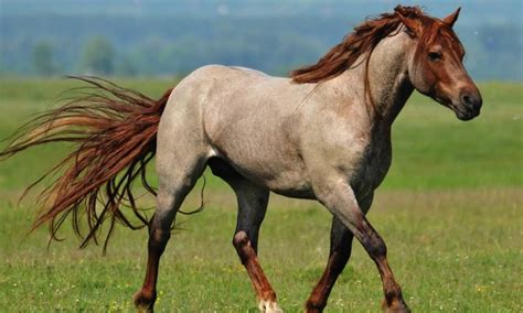 Roan | Horse coat colors, Horses, Horse coloring