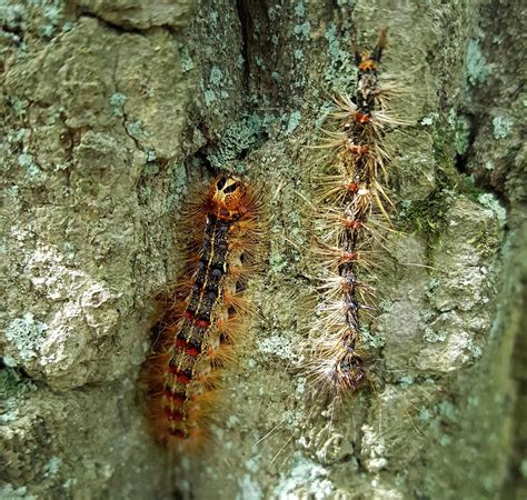 When That Rain-Like Sound In Your Oak Trees Is Actually Gypsy Moth Caterpillars Pooping | WBUR News