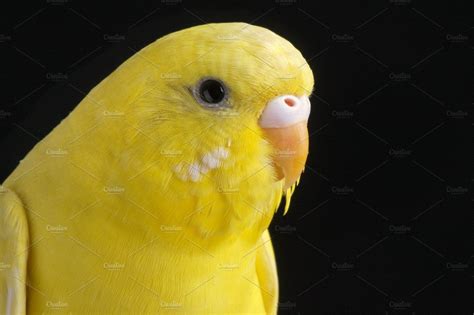 It was all yellow., an Animal Photo by Mr Geoff | Budgerigar, Budgies ...