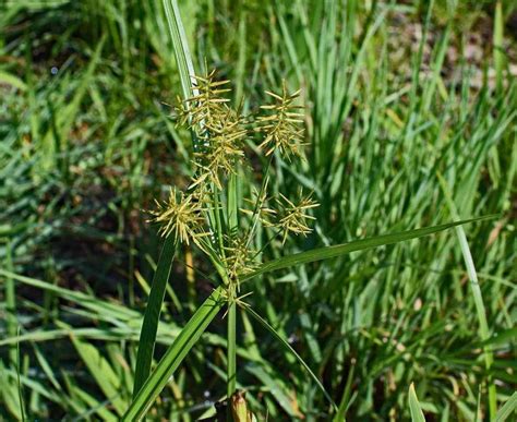 Nut Grass (Nutsedge): Controling Nutgrass Weed – Gardendi