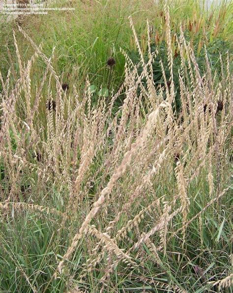 PlantFiles Pictures: Sideoats Grama (Bouteloua curtipendula) by Equilibrium