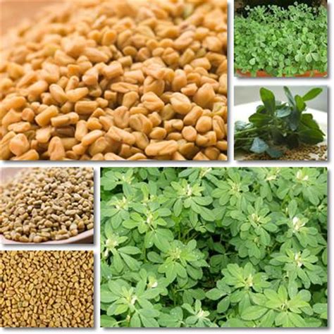 Properties and Benefits of Fenugreek Seeds - NatureWord