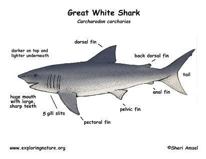 The Great White Shark