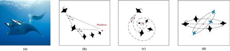 The characteristics of manta rays: a appearance, b chain foraging, c ...