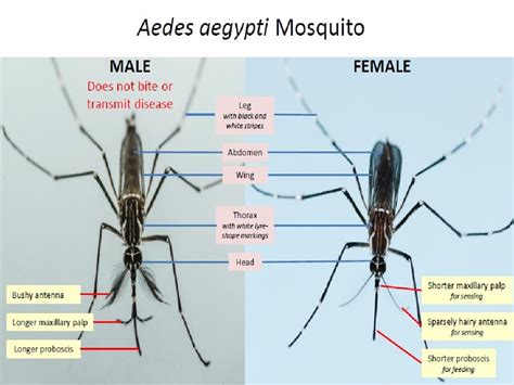 Gambar Nyamuk Aedes Aegypti Beserta Bagiannya – pulp