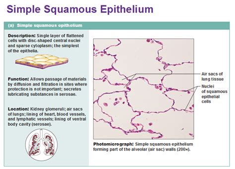 Eight types of epithelial tissue