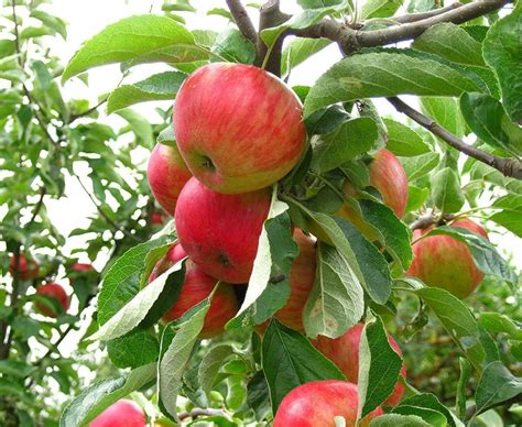 Dwarf fuji apple tree 1-2 ft fruit tree | Etsy