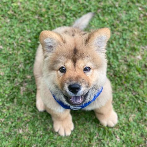 Chow Chow Pomeranian Mix: Your Guide To A Cute Hybrid dog